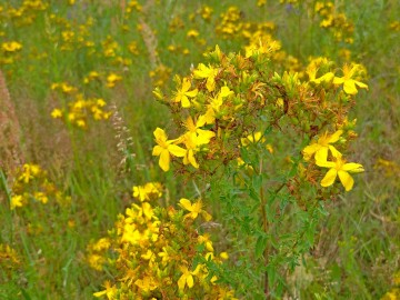 Dziurawiec zwyczajny (Hypericum perforatum L.), <p>fot. Mateusz Starnowski</p>